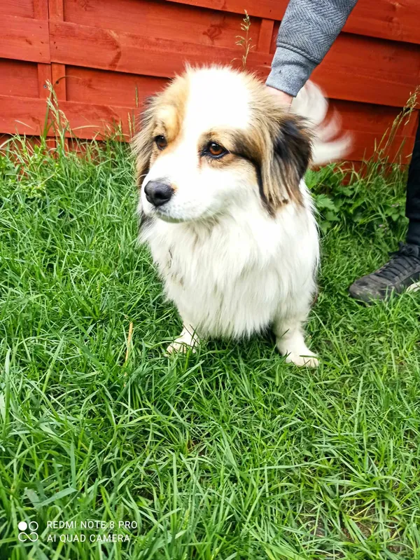 Znaleziono psa, Czartki, 22 kwietnia 2024