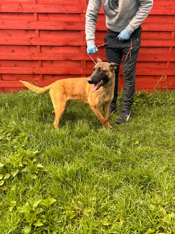 Znaleziono psa, Czartki, 22 kwietnia 2024