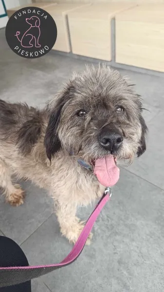 Pies do adopcji, Wolsztyn, 22 kwietnia 2024