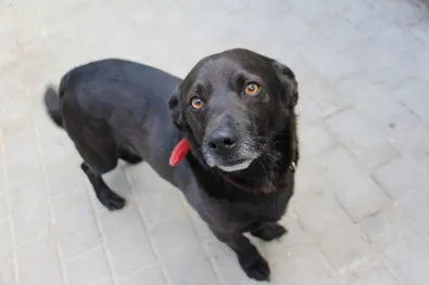 Pies do adopcji, Oborniki, 10 kwietnia 2024 (1/5)