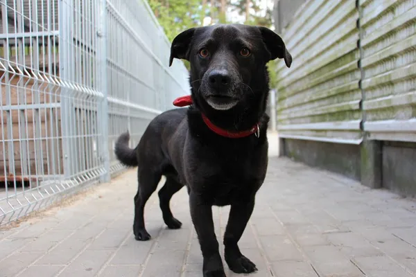 Pies do adopcji, Oborniki, 10 kwietnia 2024 (2/5)