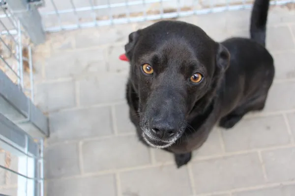 Pies do adopcji, Oborniki, 10 kwietnia 2024 (3/5)