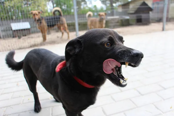 Pies do adopcji, Oborniki, 10 kwietnia 2024 (4/5)