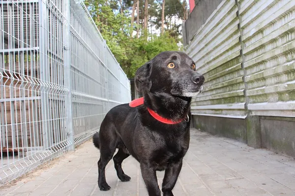 Pies do adopcji, Oborniki, 10 kwietnia 2024 (5/5)