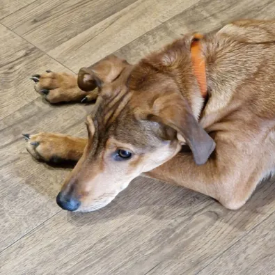 Pies do adopcji, Oborniki, 29 marca 2024 (1/5)