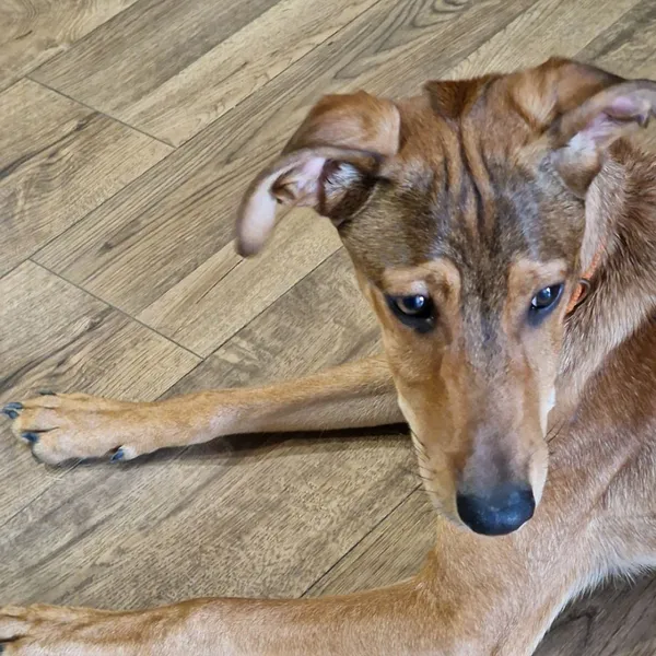 Pies do adopcji, Oborniki, 29 marca 2024 (2/5)