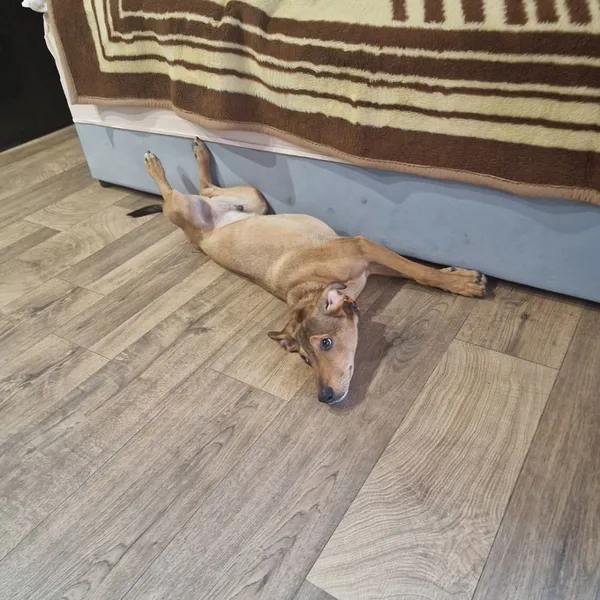 Pies do adopcji, Oborniki, 29 marca 2024 (5/5)