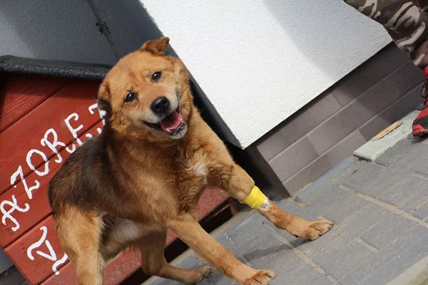 Pies do adopcji, Oborniki, 19 marca 2024 (4/5)