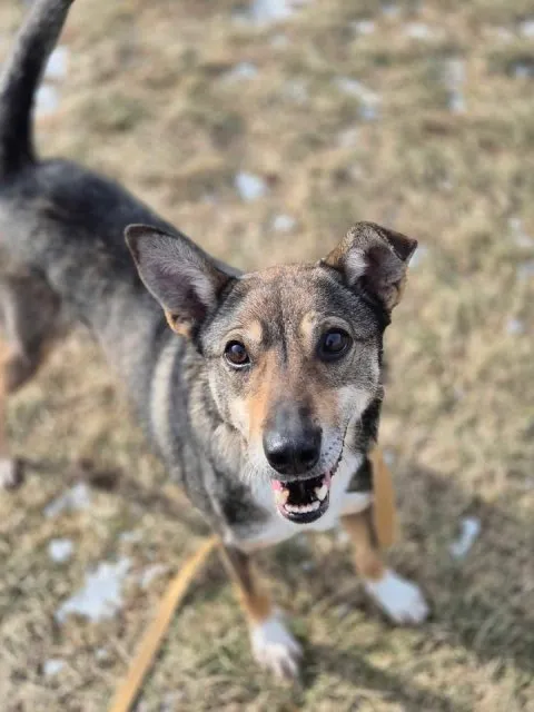 Znaleziono psa, Lublin, 22 kwietnia 2024