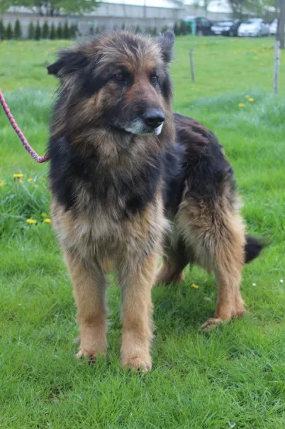 Pies do adopcji, Bełchatów, 2 października 2023 (4/5)