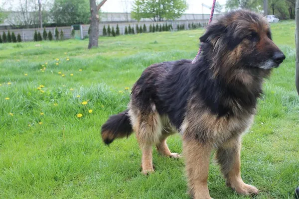 Pies do adopcji, Bełchatów, 2 października 2023 (5/5)