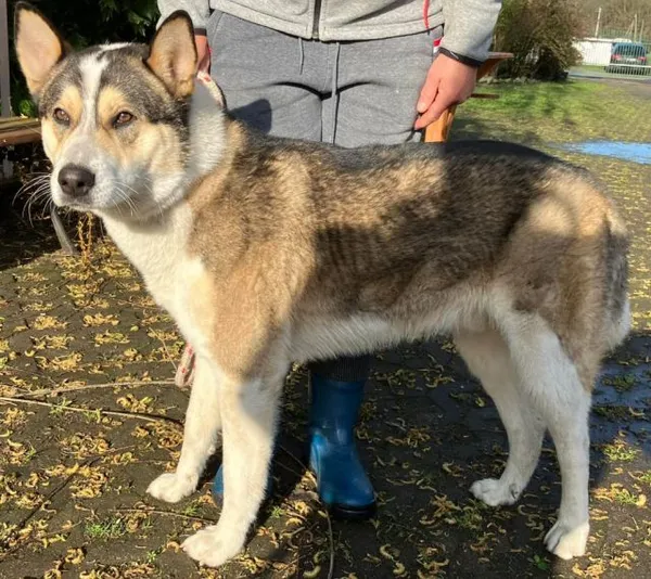 Znaleziono psa, Radom, 21 kwietnia 2024