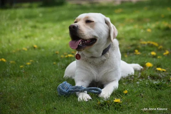 Znaleziono psa, Toruń, 1 kwietnia 2024