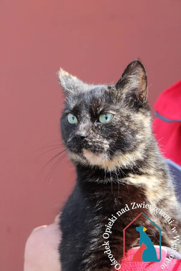 Kot do adopcji, Węgrowo, 18 kwietnia 2024