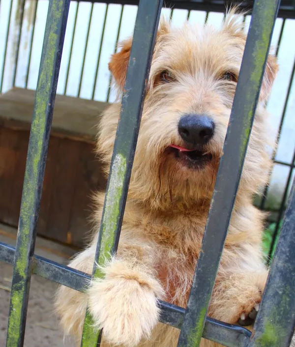 Pies do adopcji, Przyborówko, 10 lipca 2024 (1/5)