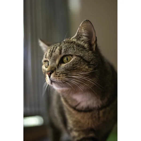 Znaleziono kota, Białystok, 7 kwietnia 2024 (2/4)