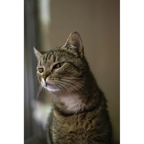 Znaleziono kota, Białystok, 7 kwietnia 2024 (4/4)