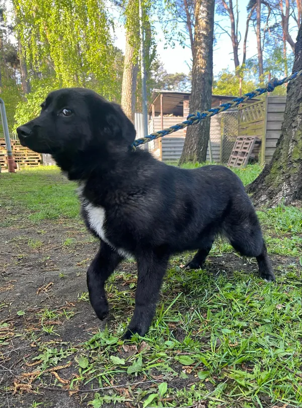 Pies do adopcji, Włocławek, 22 kwietnia 2024 (1/3)