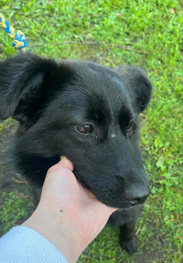 Pies do adopcji, Włocławek, 22 kwietnia 2024 (2/3)