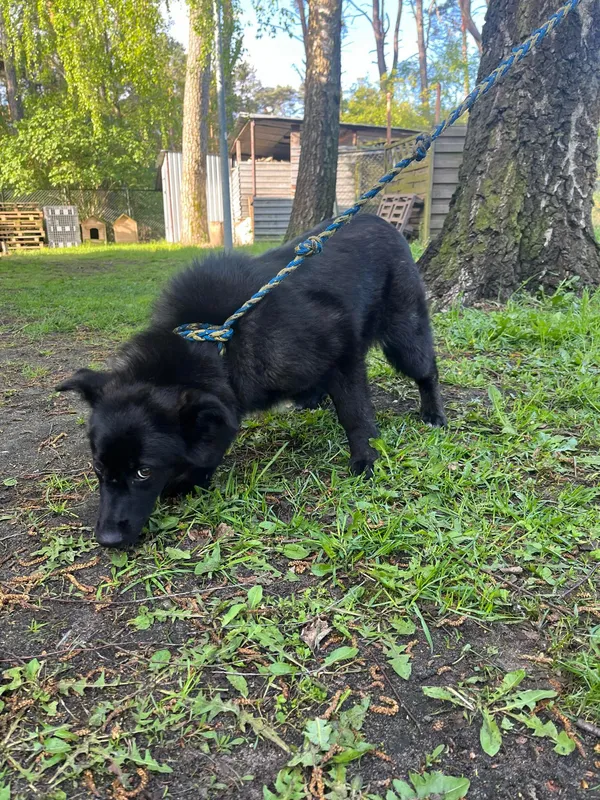 Pies do adopcji, Włocławek, 22 kwietnia 2024 (3/3)