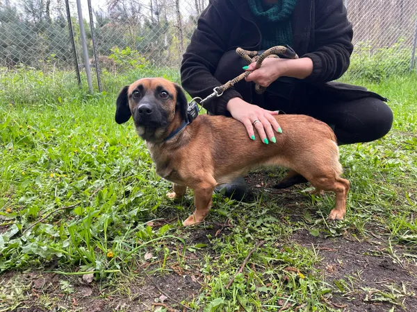 Pies do adopcji, Włocławek, 19 kwietnia 2024 (1/2)