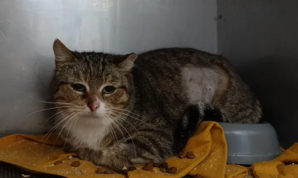 Znaleziono kota, Gdańsk, 23 kwietnia 2024