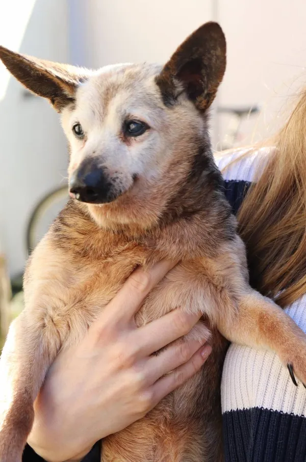 Znaleziono psa, Łódź, 22 kwietnia 2024 (2/4)