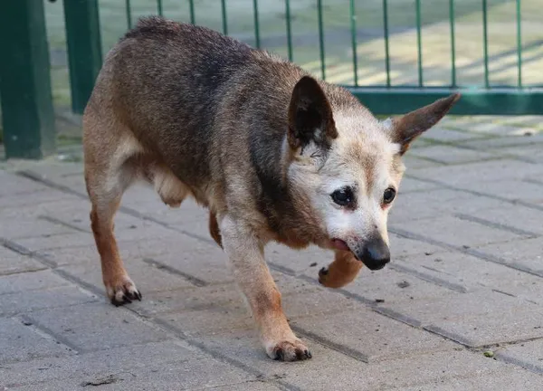 Znaleziono psa, Łódź, 22 kwietnia 2024 (3/4)