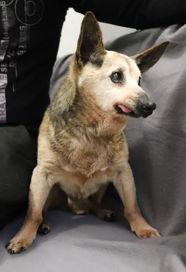 Znaleziono psa, Łódź, 22 kwietnia 2024 (4/4)