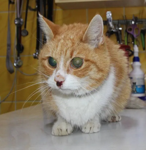 Znaleziono kota, Łódź, 21 kwietnia 2024 (1/4)