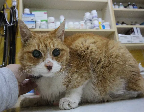 Znaleziono kota, Łódź, 21 kwietnia 2024 (2/4)