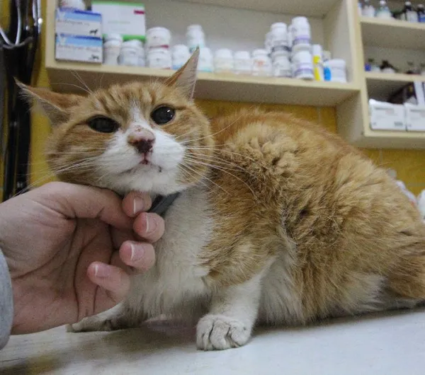 Znaleziono kota, Łódź, 21 kwietnia 2024 (3/4)