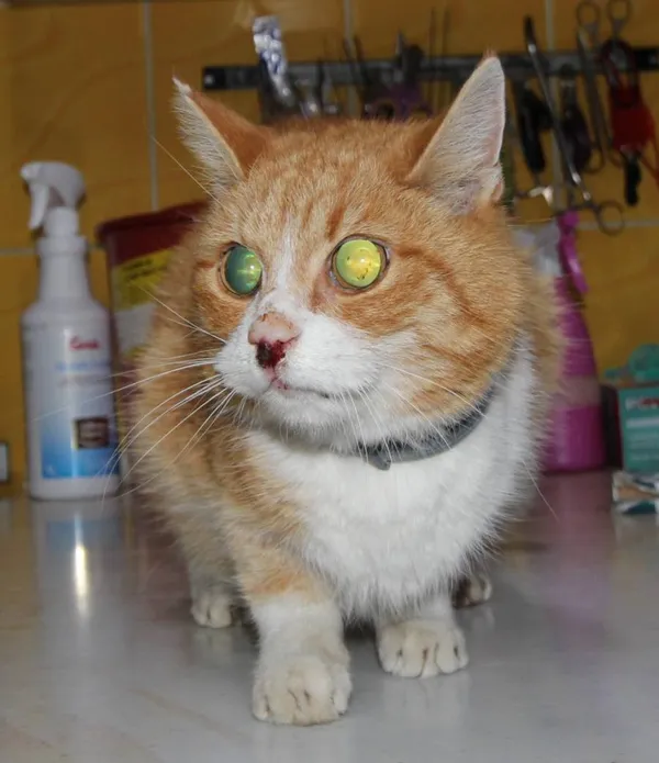 Znaleziono kota, Łódź, 21 kwietnia 2024 (4/4)