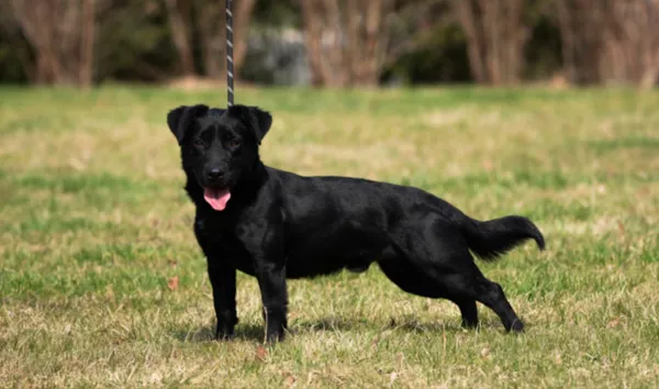 Znaleziono psa, Lublin, 15 października 2024 (1/3)