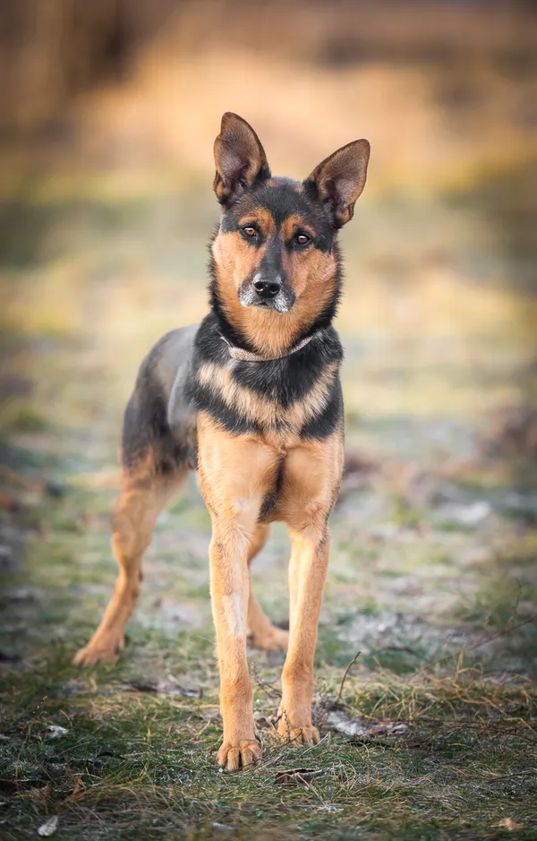 Oddam psa, Warszawa, Powiśle, 24 kwietnia 2024 (1/5)