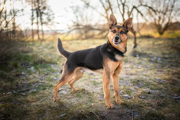 Oddam psa, Warszawa, Powiśle, 24 kwietnia 2024 (2/5)