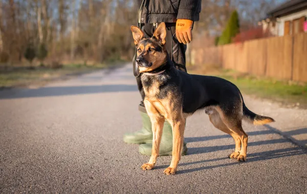 Oddam psa, Warszawa, Powiśle, 24 kwietnia 2024 (4/5)