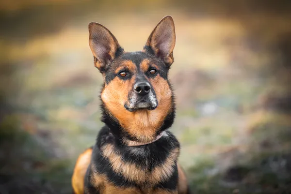 Oddam psa, Warszawa, Powiśle, 24 kwietnia 2024 (5/5)