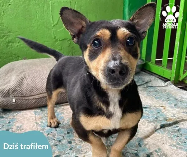 Znaleziono psa, Dąbrówka, 23 kwietnia 2024 (1/2)