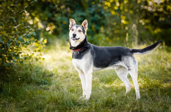 Oddam psa, Łódź, Łódź-Śródmieście, 24 kwietnia 2024 (3/5)