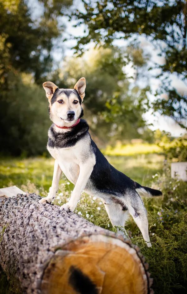 Oddam psa, Łódź, Łódź-Śródmieście, 24 kwietnia 2024 (5/5)