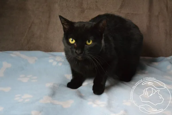 Kot do adopcji, Chełmek, 5 kwietnia 2024