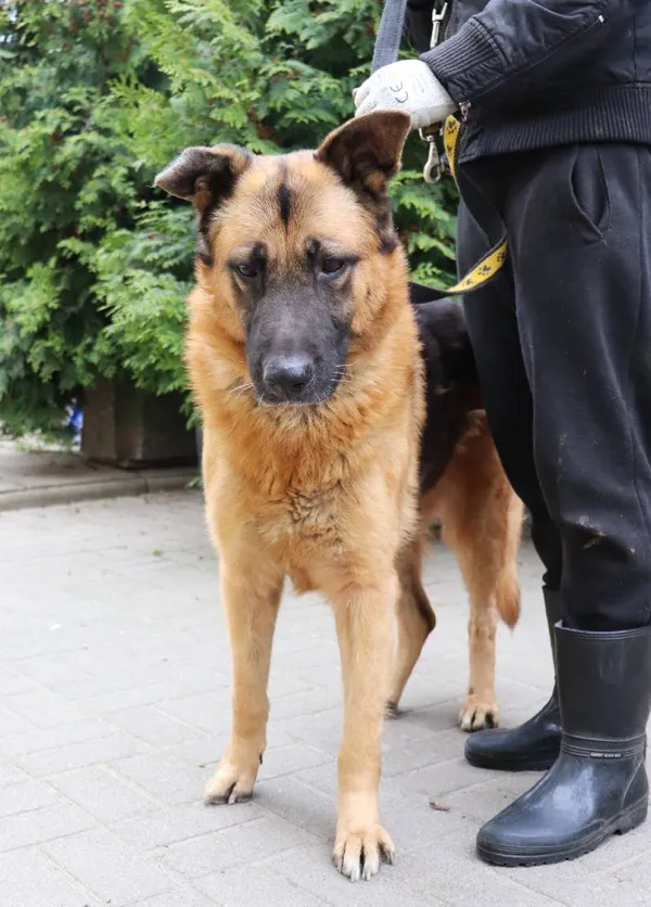 Znaleziono psa, Łódź, 24 kwietnia 2024 (1/3)