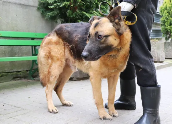 Znaleziono psa, Łódź, 24 kwietnia 2024 (2/3)