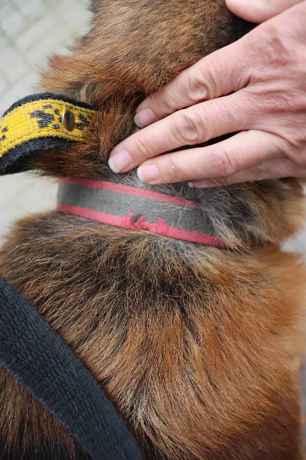 Znaleziono psa, Łódź, 24 kwietnia 2024 (3/3)