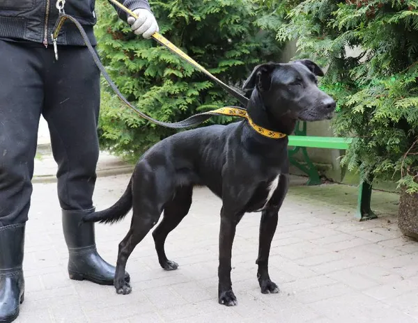 Znaleziono psa, Łódź, 23 kwietnia 2024 (3/5)