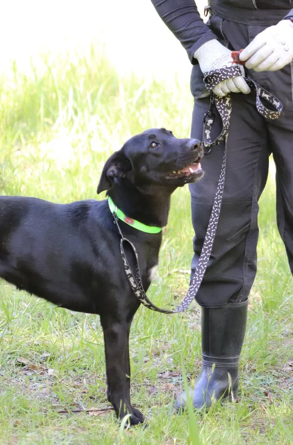 Znaleziono psa, Łódź, 23 kwietnia 2024 (4/5)