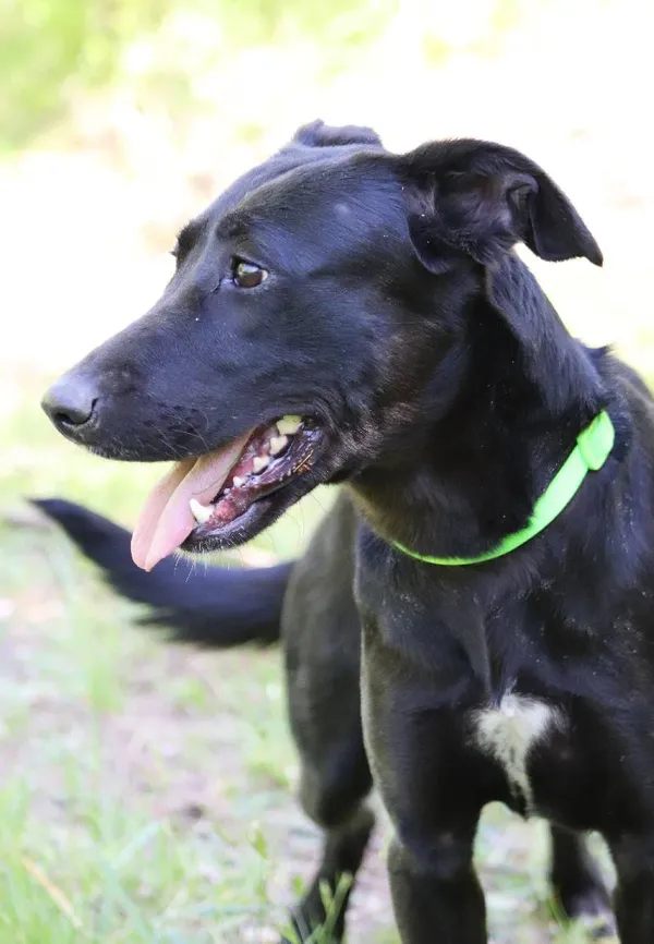 Znaleziono psa, Łódź, 23 kwietnia 2024 (5/5)