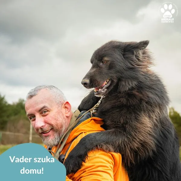 Pies do adopcji, Dąbrówka, 24 kwietnia 2024 (2/5)