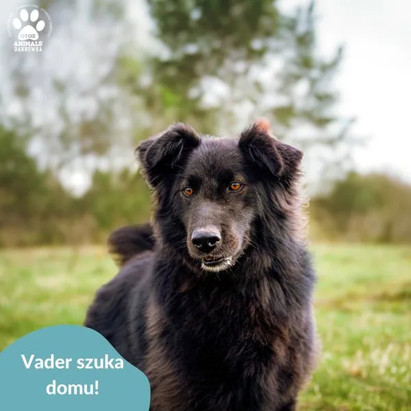 Pies do adopcji, Dąbrówka, 24 kwietnia 2024 (5/5)